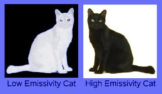 Black and White Cats